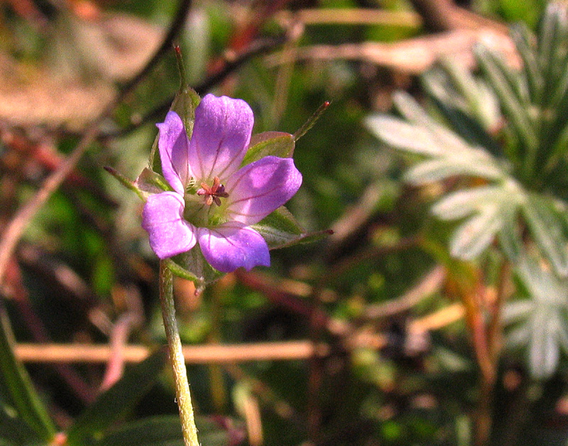 Geranium columbinum / Geranio colombino